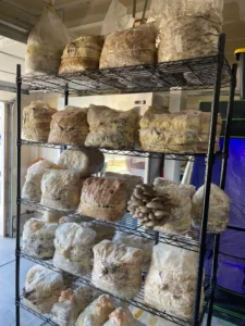 psychedelic mushroom chocolate bars