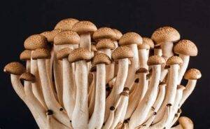 magic mushroom spores uk