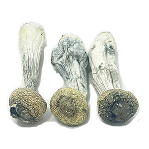 buy magic mushrooms uk