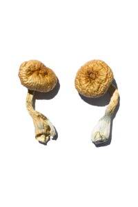 best deals for magic mushrooms