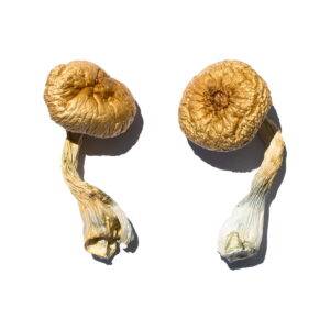 best deals for magic mushrooms