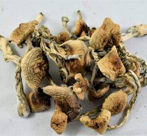 Mexican magic mushrooms