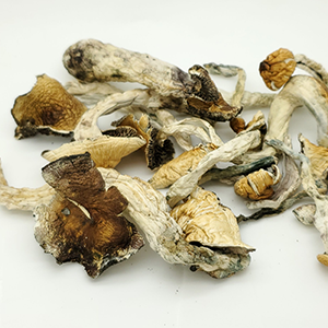 Ecuadorian Magic Mushrooms