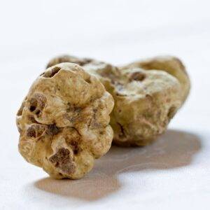 Fresh Alba White Italian Truffle