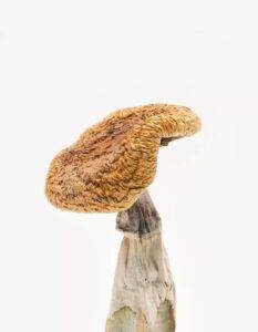 best deals for magic mushrooms