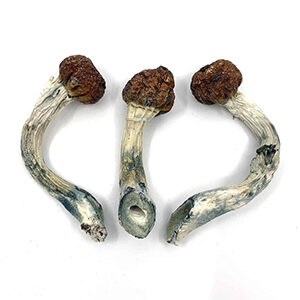 Albino Penis Envy mushroom