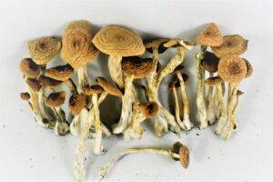 mushroom spores for sale uk
