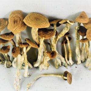 mushroom spores for sale uk