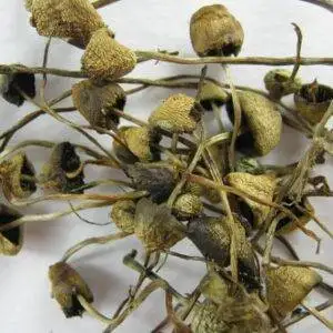 liberty cap uk
