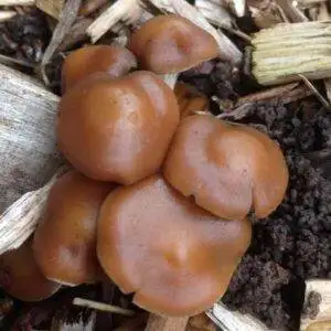 panaeolus cyanescens spores uk