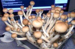 how to grow magic mushrooms