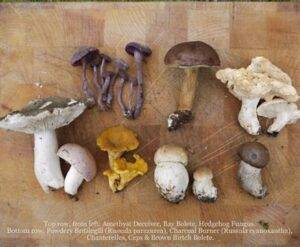 magic mushroom spores uk