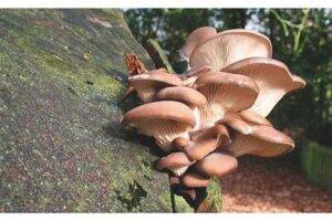 types of edible mushrooms uk