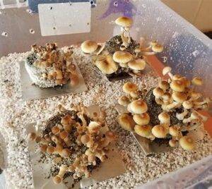 how to grow magic mushrooms