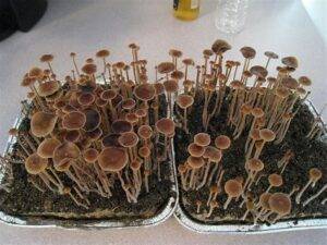 how to grow magic mushrooms