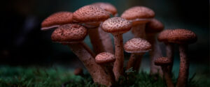 mushroom spores