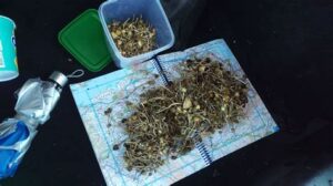 liberty cap identify