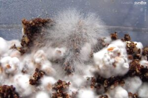 Mushroom Contaminations