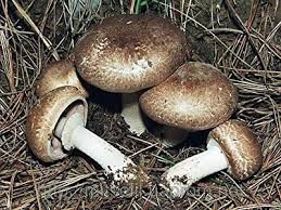 golden teacher spores uk
magic mushroom map