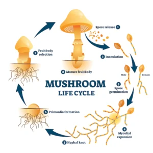 how to grow mushrooms